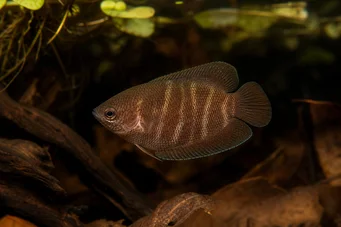 Sphaerichthys osphromenoides Suklaa -gourami