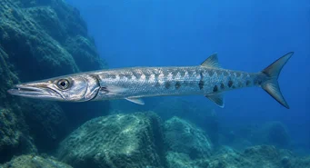 Sphyraena sphyraena (Merihappo)