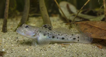 Stigmatogobius sadanundio (Huomata gobie)