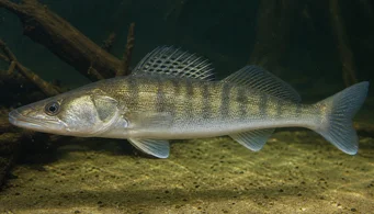 Stizostedion lucioperca (Lajittelija)
