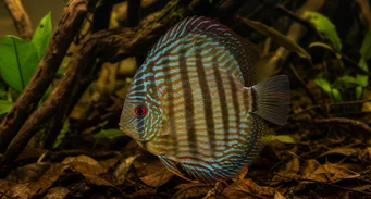 Symphisodon aequifasciata Vihreä diskus