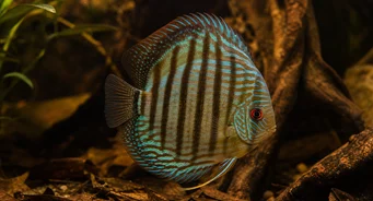 Symphysodon aequifasciata Kiekko