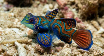 Synchiropus splendidus (Mandariinikala)