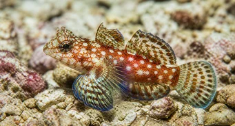 Synchiropus stellatus Tähden mandariinikala