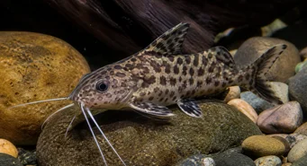Synodontis contractus (Synodontis -supistukset)