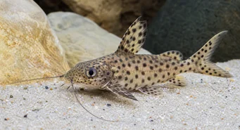 Synodontis multipunctatus (Huomata sinodontti)