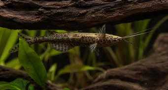 Synodontis nigriventris (Sinodontis)