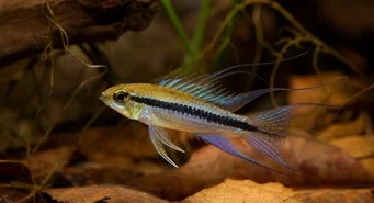 Taeniacara candidi Ehdokas