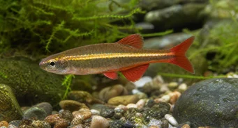 Tanichthys albonubes Köyhä neoni