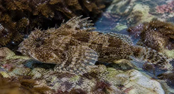 Taurulus bubalis (Merikeskus)