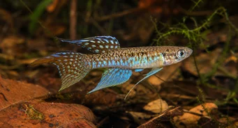 Terranatos dolichopterus Killie-ankkuri