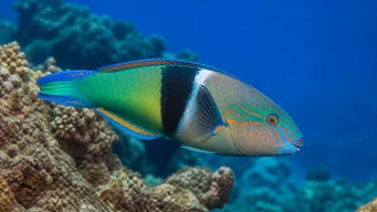 Thalassoma duperreyi
