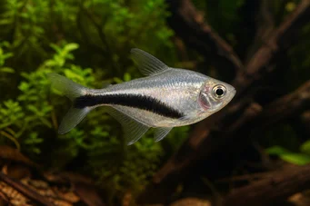 Thayeria boehlkei Pingviinikala