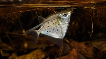 Thoracocharax stellatus Hopeahachette -kala
