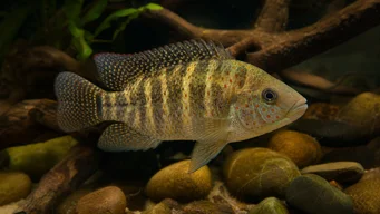 Tilapia mariae Viiden kaistan tilapia