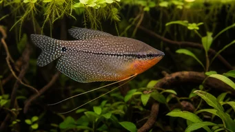 Trichogaster leeri Mosaiikkihuoneen gourami