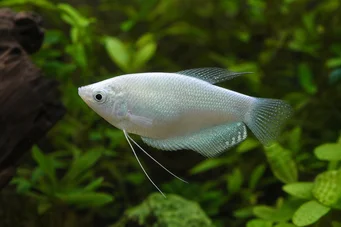 Trichogaster microlepis Gourami -kuu