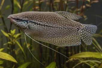Trichogaster pectoralis Käärme ihon gourami