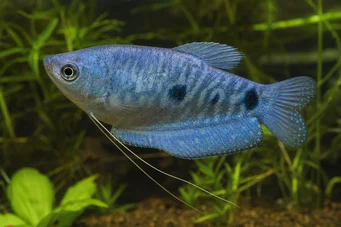 Trichogaster trichopterus sumatranus Gourami kolmella kultaisella pisteellä