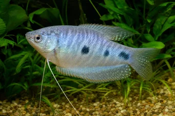 Trichogaster trichopterus Kolme pistettä, sininen gourami