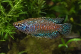 Trichopsis pumila Kääpiö gourami