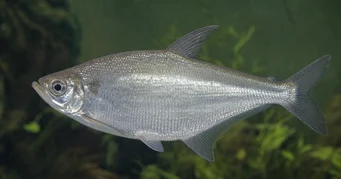 Triportheus albus Tetra-valmistaja keltaisilla evällä
