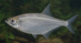 Triportheus angulatus Välimerkki