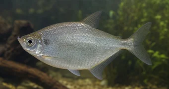 Triportheus rotundatus Pyöreä ristikkotera