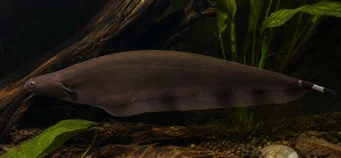 Xenomystus nigri