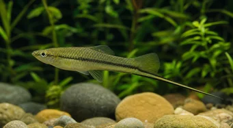 Xiphophorus montezumae (Montezuma miekkapidike)