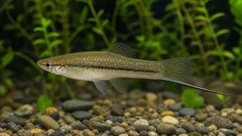Xiphophorus neuzalanahotl Huomata miekka