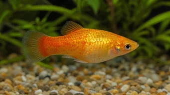 Xiphorus maculatus (Xipho Green tai Xipho Wild)