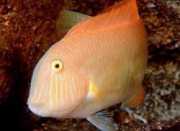 Xyrichthys novacula Helmi