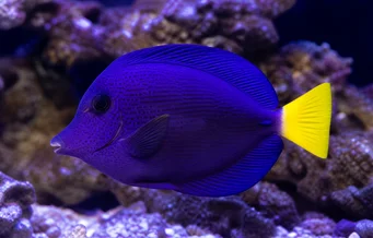 Zebrasoma xanthurum