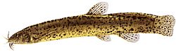 Misgurnus anguillicaudatus