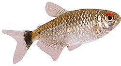 Moenkhausia oligolepis (Moenkhausia punaisilla silmillä)