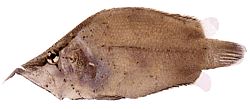 Monocirrhus polyacanthus (Palomies)