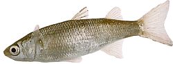 Mugil labrosus (Muulit, joissa on suuret huulet)