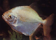 Myleus rubripinnis luna xanthique (Myleus Rubininnis luna Xanthique)