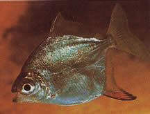 Myleus rubripinnis rubripinnis (Meonnnis punaisella koukulla)