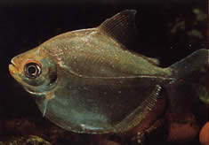 Mylossoma aureum (Pompano, kultainen pacou)