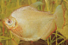 Mylossoma duriventre (Pacou-meule, hopea myleus)