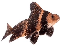 Myxocyprinus asiaticus sinensis (Myxosyprinus asiaicus sinensis)