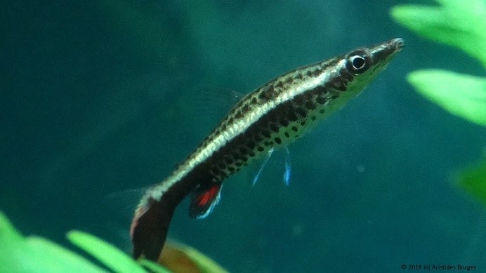 Nannobrycon eques (Lyijykynä)