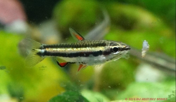Nannostomus marginatus