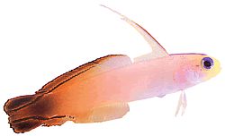 Nemateleotris magnifica (Tulipalo)