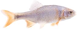 Notropis lutrensis (American IDE punaisella evällä)