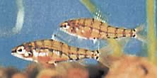 Odontocharacidium aphanes Odontochacharacidium -aphaanit