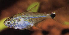 Odontostilbe pulchra Pullchra -tetra