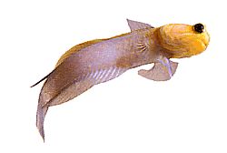 Opistognathus aurifrons (Opistognathe Front Doréssa)